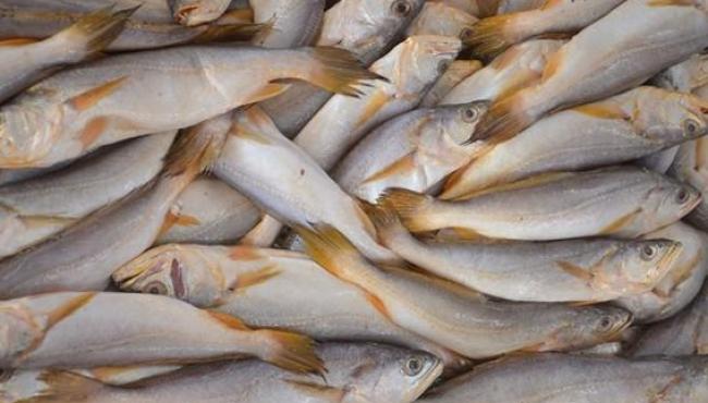 Mercado de peixes da Ceasa-ES: um espaço de tradição e qualidade