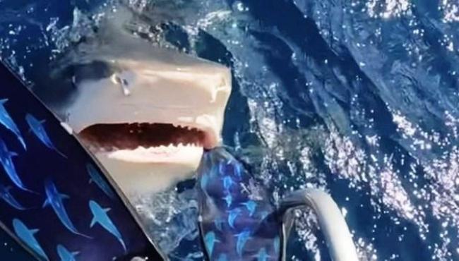 Mergulhadora escapa de mordida de tubarão no Havaí