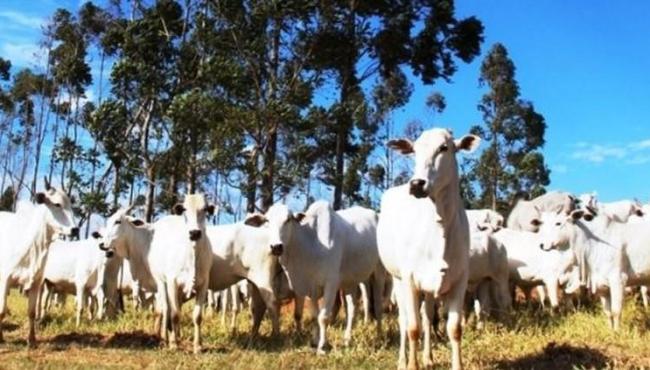 Metade das cidades do ES tem mais bois do que habitantes