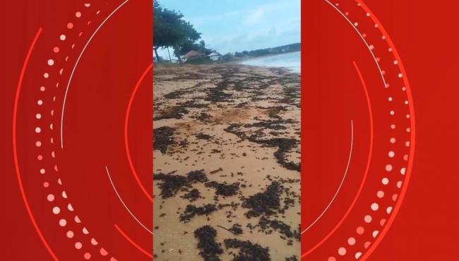 Milhares de formigas tanajuras mortas em praia do ES chamam a atenção de banhistas