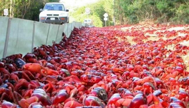 Milhões de caranguejos canibais fazem caminhada anual para o mar, na Austrália