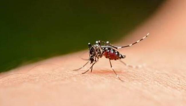Ministério da Saúde diz que vacina japonesa contra dengue deve chegar ‘em breve’