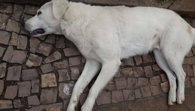 Morador de rua entra em surto e mata cão por estrangulamento