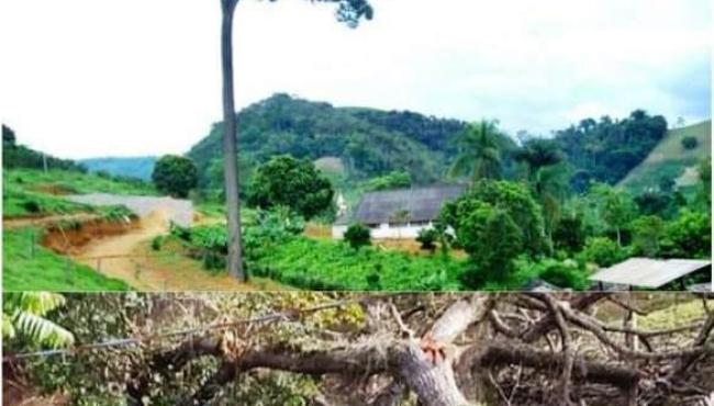 Morte do centenário “jquitibá”, símbolo do distrito de Ponto Alto, em Domingos Martins (ES), comove moradores