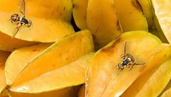 Mosca-da-carambola leva quatro estados à emergência fitossanitária