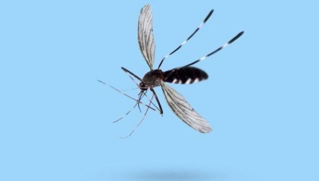 Mosquito da dengue só pica à noite? 3 comportamentos inusitados do Aedes aegypti