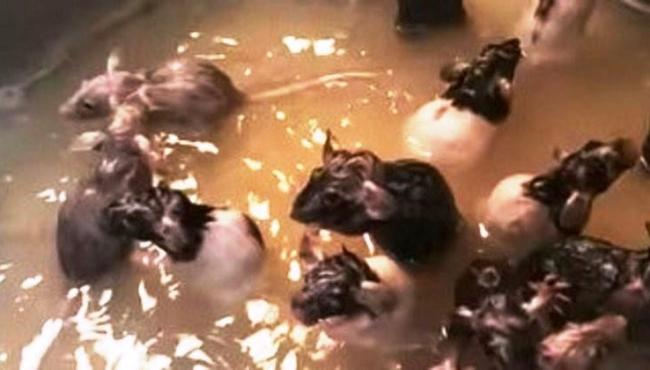 Mulher cria 50 ratos dentro de casa e ainda dá banho nos pets na pia da cozinha