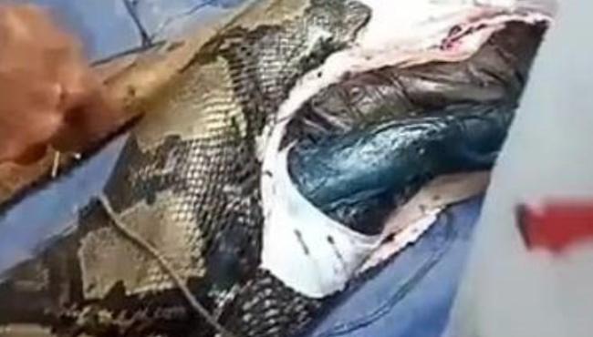 Mulher desaparecida é encontrada morta dentro de cobra de quase 7 metros