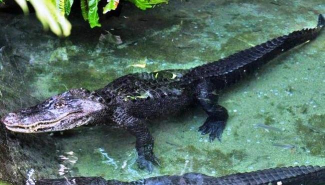 Mulher é devorada viva por jacaré ao se aproximar para tirar fotos do animal