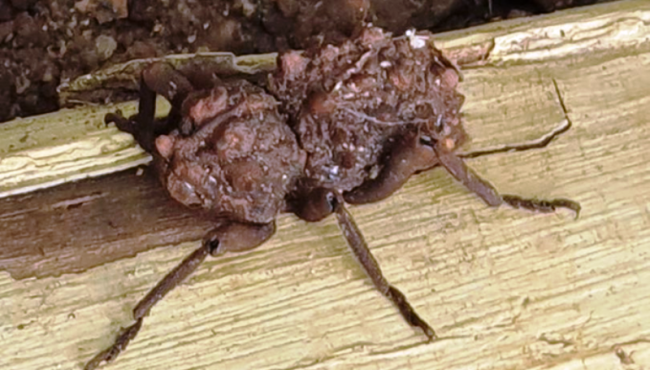 Mulher encontra 'aranha-sapo' no quintal de casa