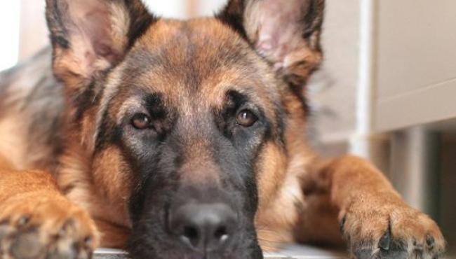 Mulher entra na Justiça e exige que o ex-companheiro pague pensão para os cães