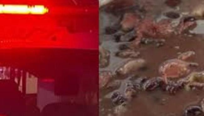Mulher mata marido e cozinha órgão genital com feijão