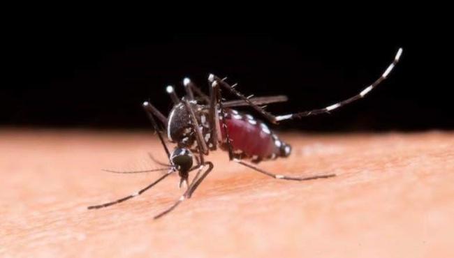 Municípios do interior lideram casos de dengue no Espírito Santo