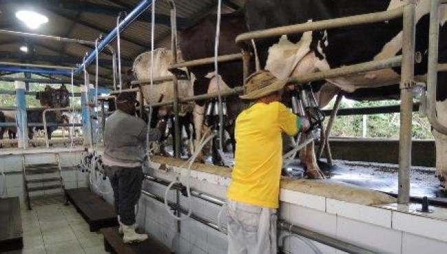 Nater Coop distribui R$ 534 mil em bônus para cooperados que atuam na produção de 