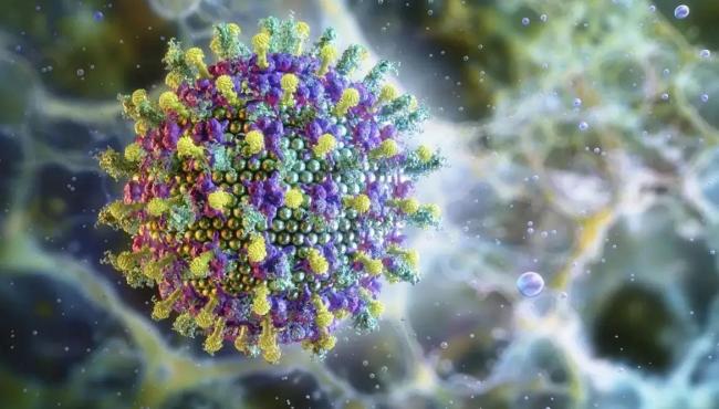 Nipah: saiba mais sobre o vírus que preocupa a Ásia