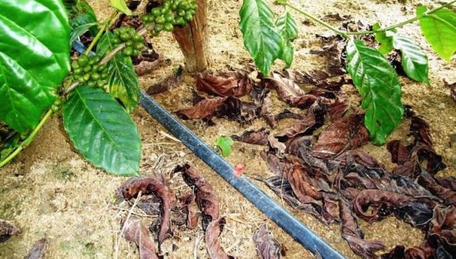 Nitrato de amônio na agricultura: uso do fertilizante não oferece perigo