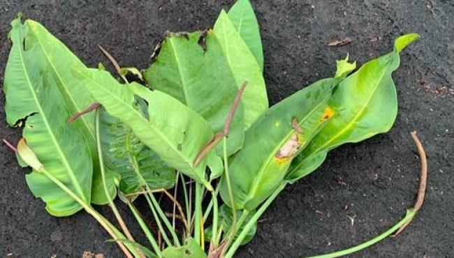 Nova espécie de antúrio é registrada no Espírito Santo durante ações de conservação