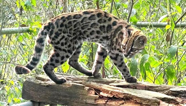 Nova espécie de felino é identificada em florestas da Bolívia
