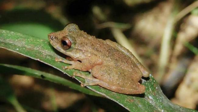 Nova espécie de perereca é descoberta no Cerrado mineiro