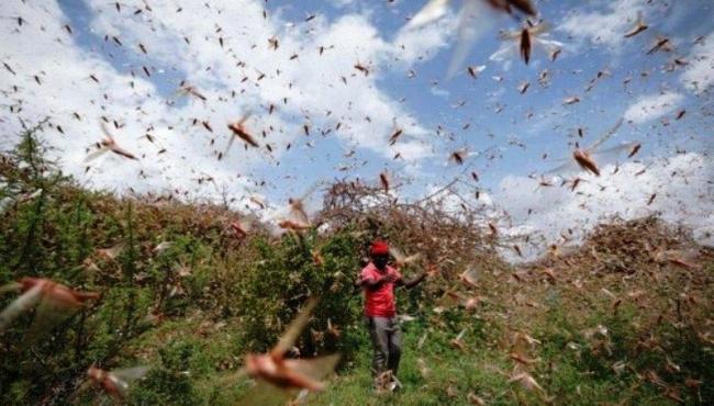 Nova nuvem de gafanhotos aparece no Paraguai e preocupa Brasil