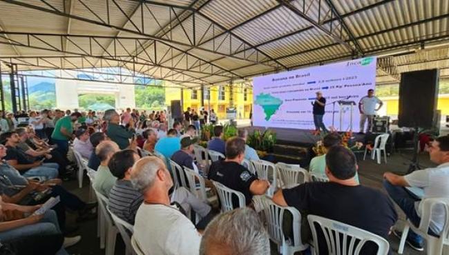 Nova variedade de banana do Incaper é lançada em Alfredo Chaves, no Espírito Santo