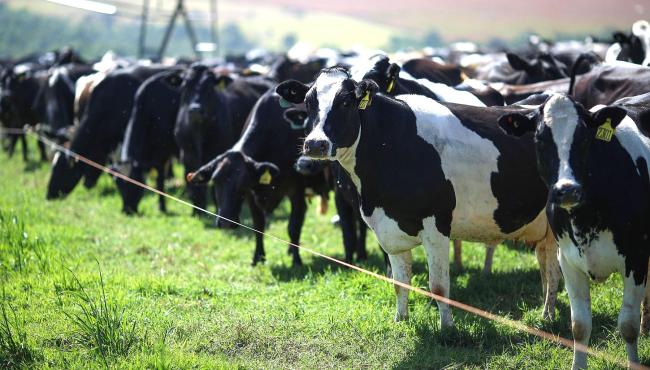 Nutrição adequada, sombra e água fresca. Como reduzir os efeitos do El Niño nas vacas leiteiras