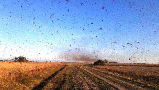 Nuvem de gafanhotos volta a preocupar agricultores brasileiros