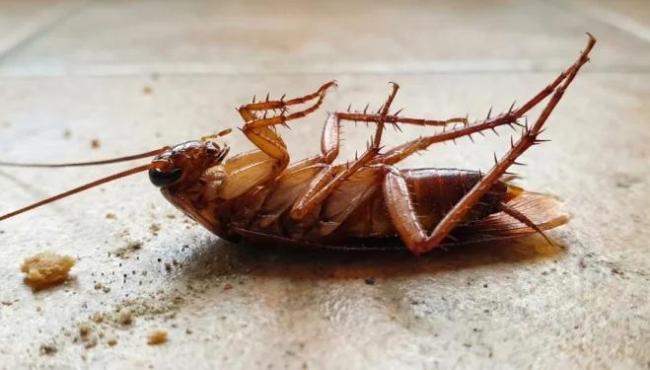 O que significa encontrar baratas de barriga para cima em casa?