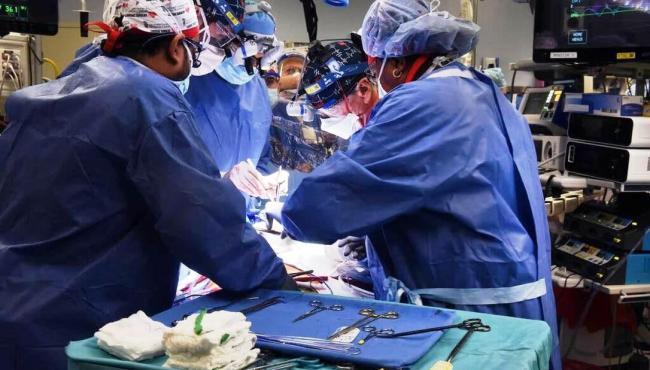 Paciente morre dois meses após transplante inédito de coração de porco
