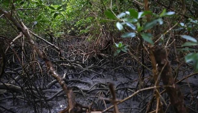 Pacto global para proteger manguezais tem adesão de 46 governos