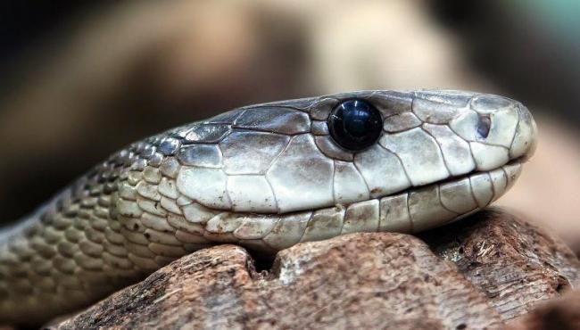 Pai encontra cobra venenosa na cama do filho