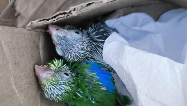 Parque Estadual de Itaúnas, em Conceição da Barra, ES, atua na preservação de animais silvestres