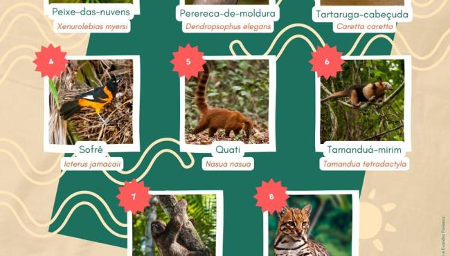 Parque Estadual de Itaúnas, em Conceição da Barra, no ES, realiza campanha para escolher mascote da nova exposição da sede