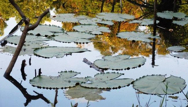Parque Estadual de Itaúnas recebe exposição fotográfica