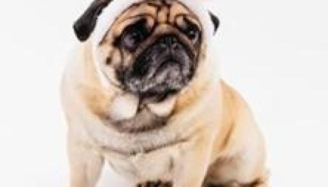 Páscoa pet: cachorros podem consumir chocolate?