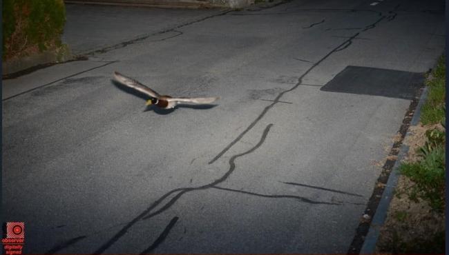 Pato é pego por radar voando acima da velocidade permitida e surpreende autoridades