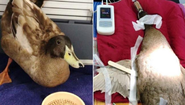 Pato tem pênis removido após acasalar até dez vezes por dia