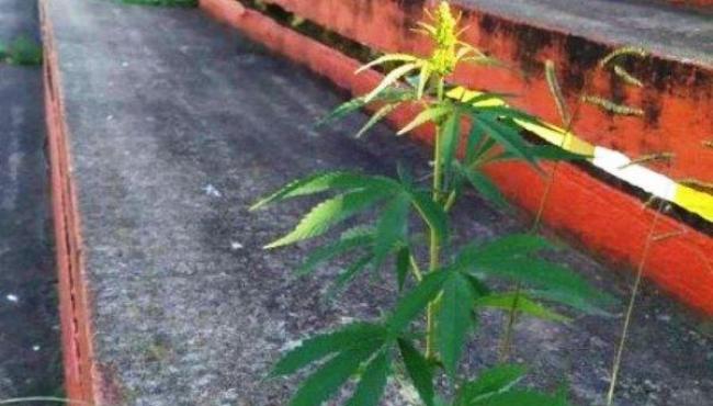 Pé de maconha nasce em arquibancada de estádio na Argentina