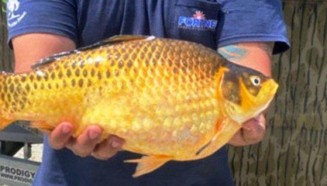 Peixes dourados gigantes pescados em rios assustam autoridades