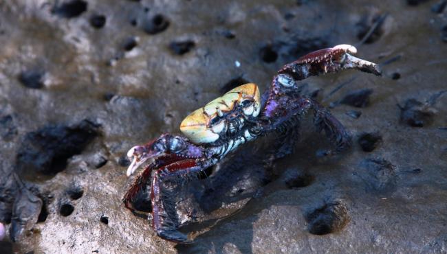 Período do defeso do caranguejo-uçá começa nesta terça-feira (1º)