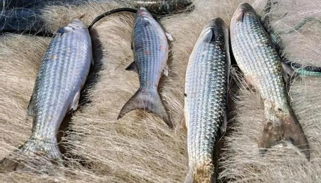 Pesca de tainha na modalidade arrasto de praia está suspensa