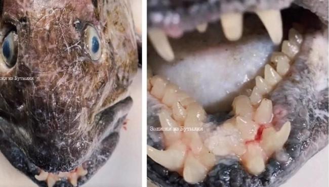 Pescador fisga peixe monstruoso das profundezas com dentes ‘humanos’