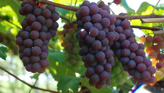 Pesquisa apresenta diagnóstico da produção e do processamento de uva no Espírito Santo