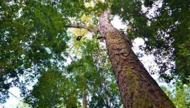 Pesquisadores chegam à árvore mais alta da Amazônia, de 88,5 metros e cerca de 400 anos