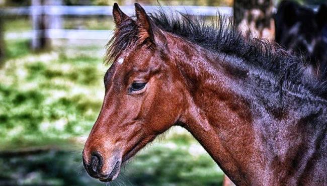 Pesquisadores do RJ desenvolvem soro contra a Covid-19 com a ajuda de cavalos