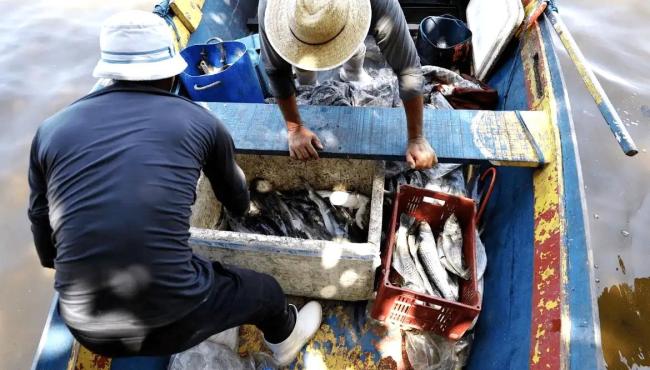 Pesquisadores encontram mercúrio em peixes da Baía de Guanabara, no RJ