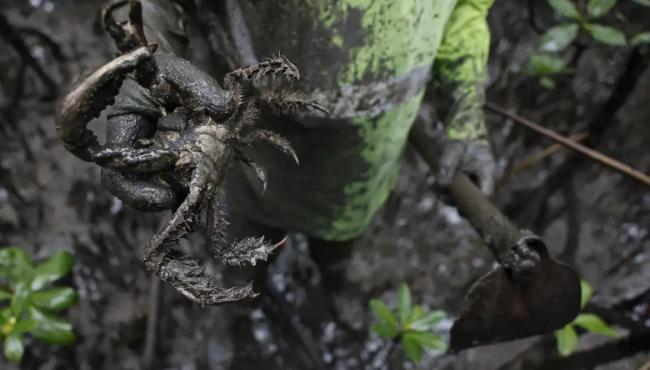 Pesquisadores identificam presença de mercúrio e chumbo em caranguejos