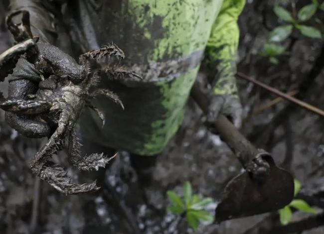 Pesquisadores identificam presença de mercúrio e chumbo em caranguejos
