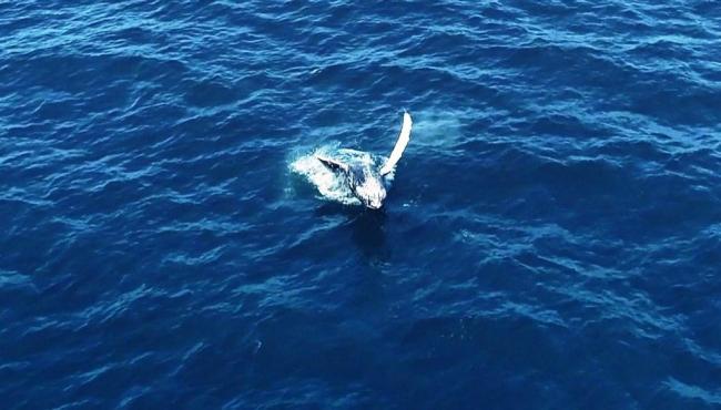 Pesquisadores registram jubarte passando por litoral do ES antes do início da temporada