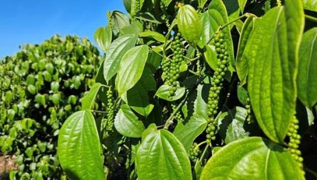 Pimenta-do-reino capixaba bate recorde de exportações em 2025